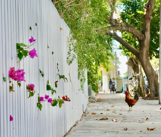 Grateful Walks: A Mindful Way to Experience Key West