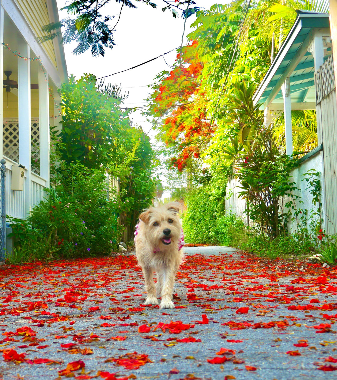 Take a Grateful Walk