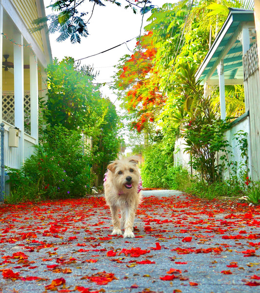 Take a Grateful Walk