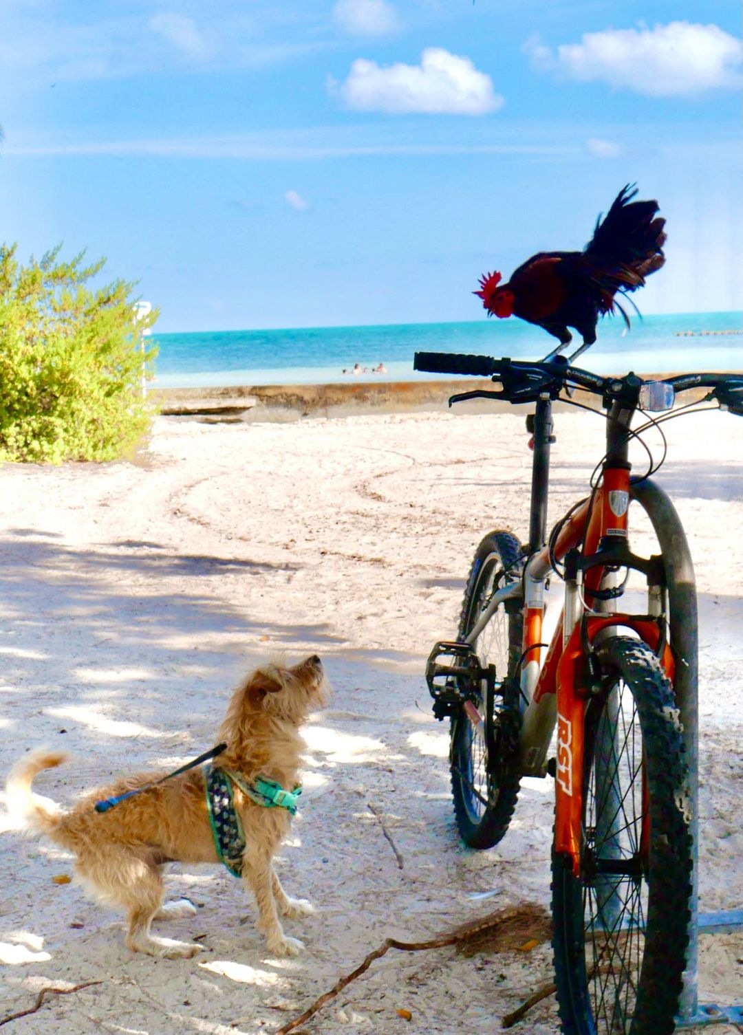 Bella and the Rooster