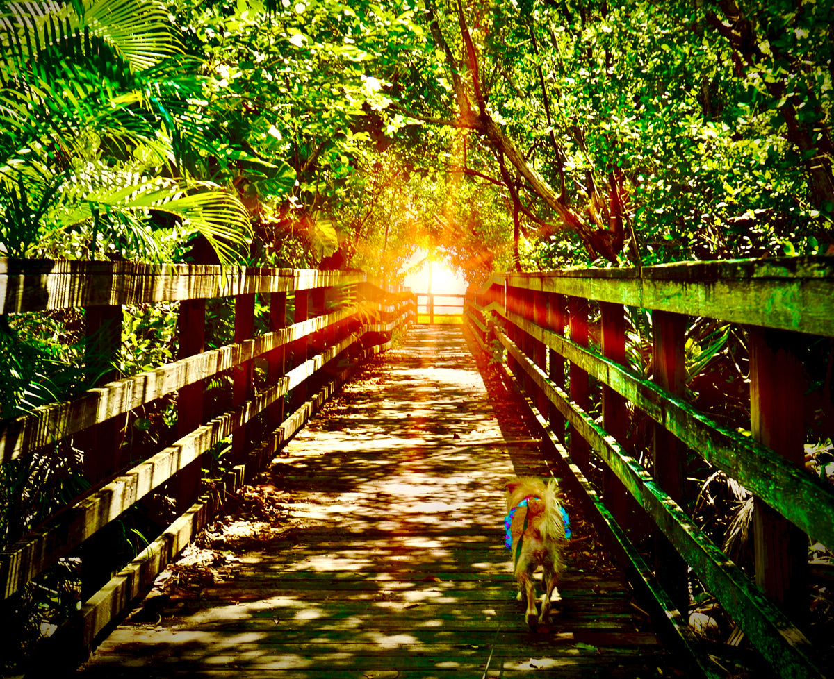 Grateful Walks Gear